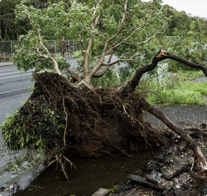 強風や台風の影響で倒木しないか心配