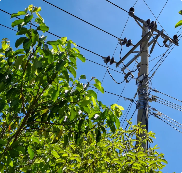 枝が電線に絡まってしまいそうで困っている