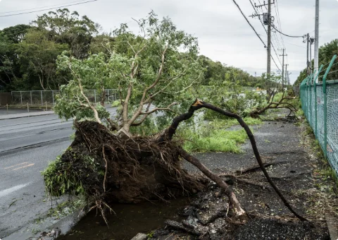 強風や台風の影響で倒木しないか心配