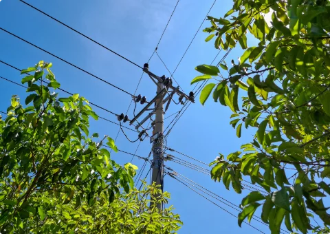 枝が電線に絡まってしまいそうで困っている